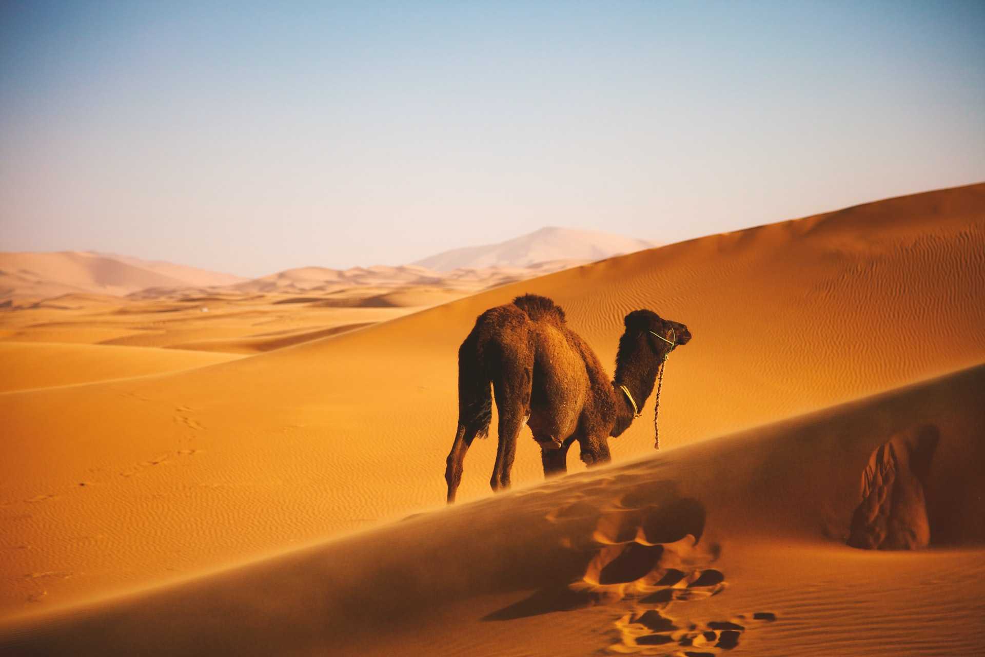 Camel Riding In Morocco's Sahara Desert