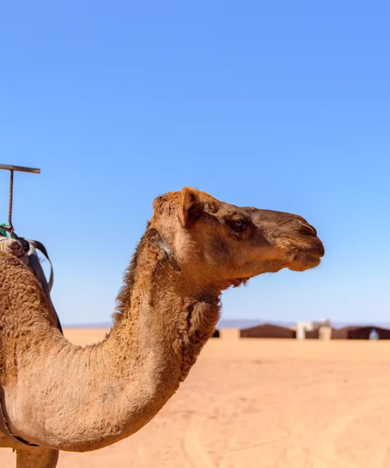 Zagora Desert Tour 2 Days