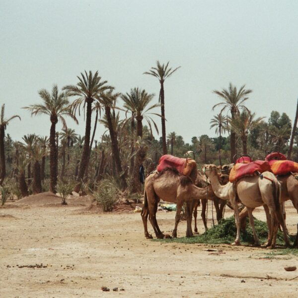 Camel ride in the palm grove of Marrakech