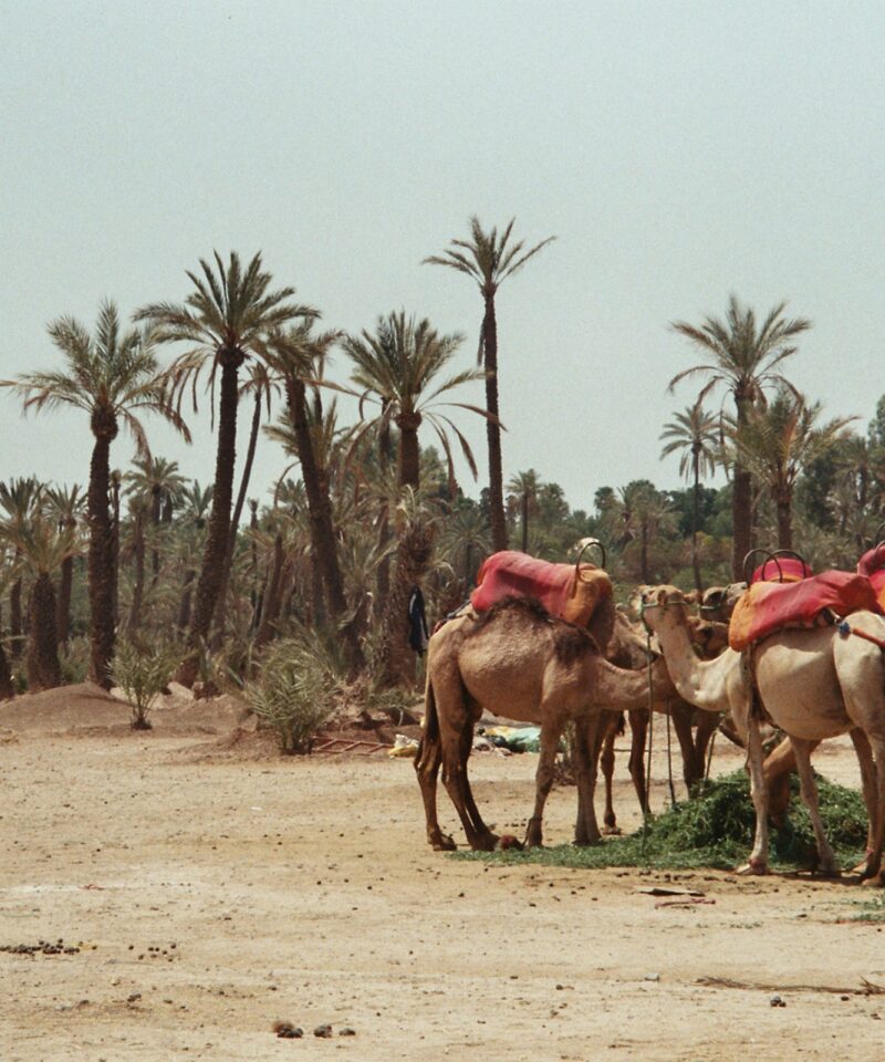 Camel ride in the palm grove of Marrakech