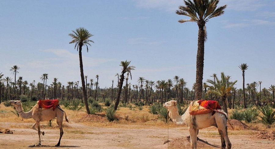 Camel ride in the palm grove of Marrakech