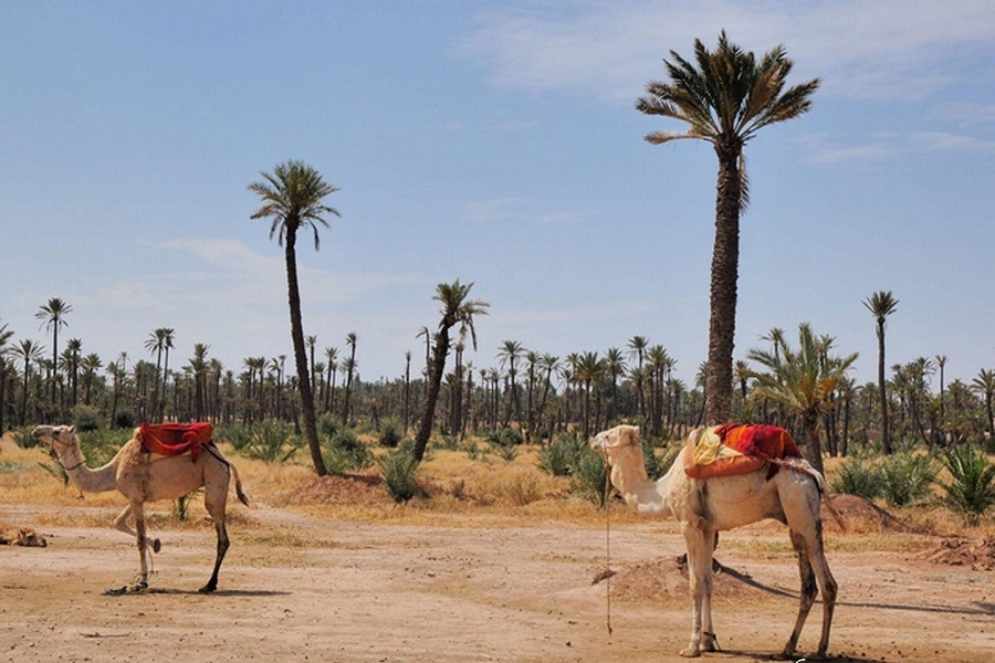 Camel ride in the palm grove of Marrakech, city life of Marrakech